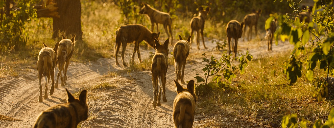 Reserva Duba Plains