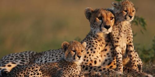 Leo fermentum diam bibendum semper